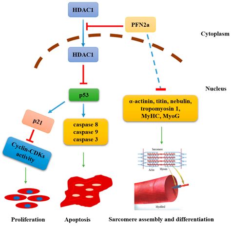 Cells Free Full Text Pfn2a Suppresses C2c12 Myogenic Development By