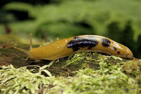 Banana Slug | Animals