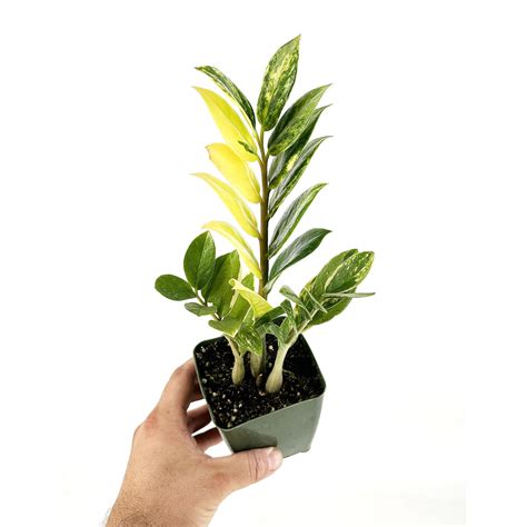 Zamioculcas zamiifolia f. variegata 'Variegated ZZ' | SarahCotta Plants