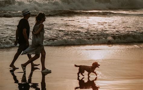 Dogs and horses allowed on beaches for longer | Bailiwick Express Jersey