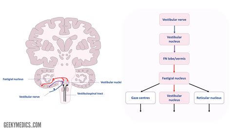 Vestibulocerebellum Pathway