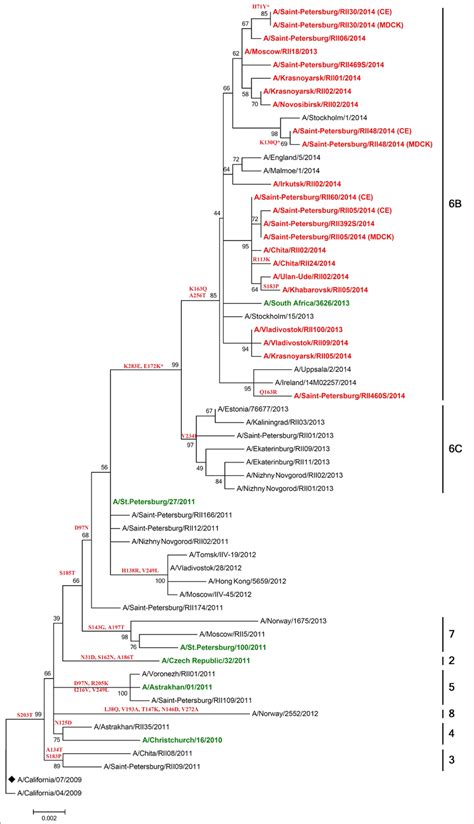 Ha Phylogenetic Tree Of Influenza A H N Pdm Viruses Isolated In The