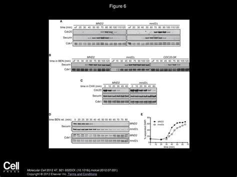 The Apc C Subunit Mnd Apc Promotes Cdc Autoubiquitination And