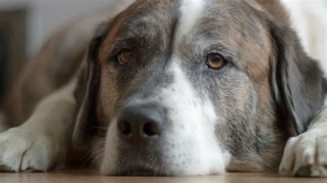 Le Record De Bobi Plus Vieux Chien Du Monde Mis En Doute