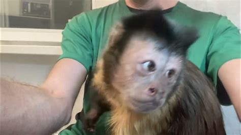 Просто сидим на кухне 🐵 #капуцинсёма #syomairk - YouTube