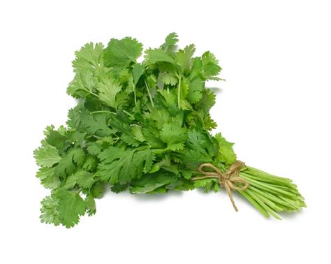 The Benefits Of Cilantro Tea Just Tea