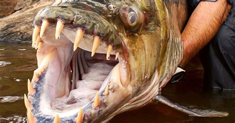 Incredible Facts About The Goliath Tigerfish You Need To Know