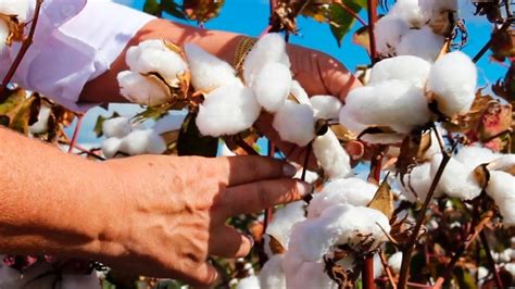 Algodão Em Pluma Apresenta Oscilações Nos Preços