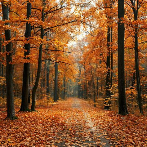 autumn forest  leaf fall image created  shedevrum
