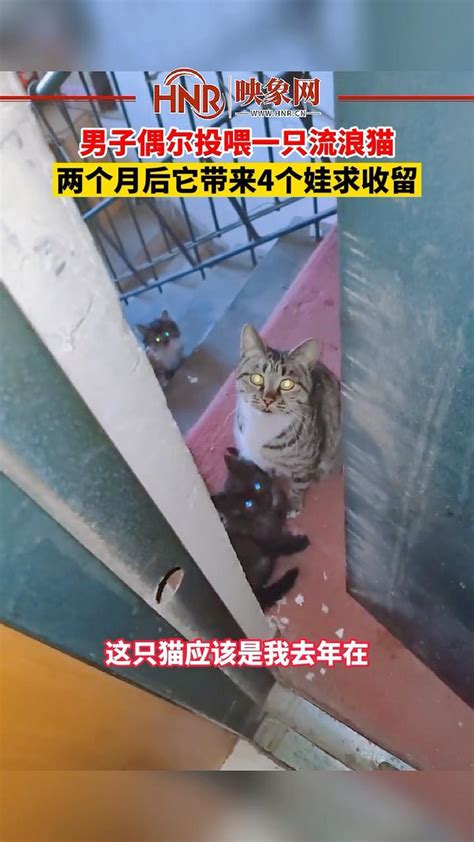 1月13日，辽宁沈阳，男子偶尔投喂一只流浪猫，两个月后它带来4个娃求收留。暖心 流浪猫 日常投喂凤凰网视频凤凰网