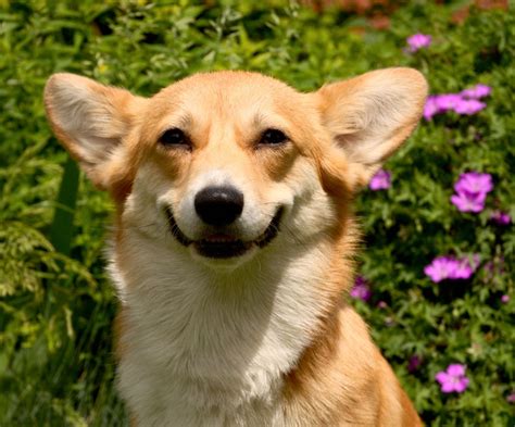 pembroke gales corgi racas de caes mascote