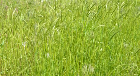 Understanding Cool Season And Warm Season Grasses Grasses At A Glance