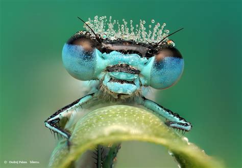 100 Award Winning Macro Photography Examples For You Fotografía De