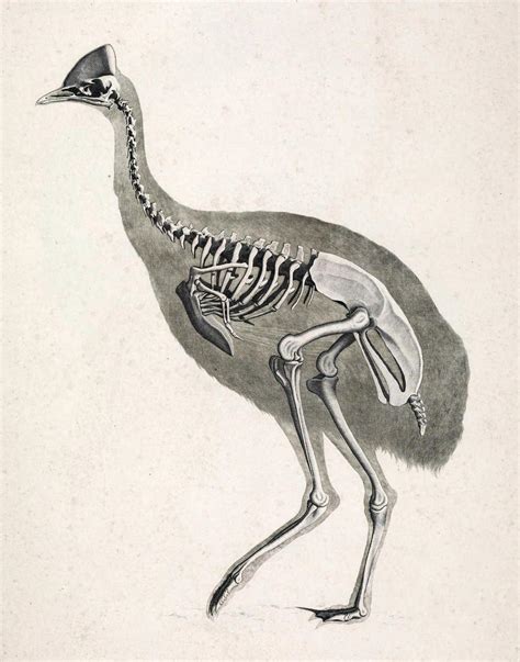 Cassowary Skeleton