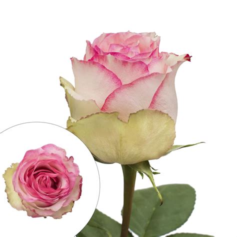 Whitepink Bicolor Roses Bjs Wholesale Club