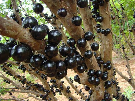 Discovering The Unique Fruit Bearing Jabuticaba Tree Owlcation