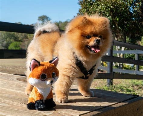 15 Must-Haves For Your Pomeranian Toy Collection - Your Dog Advisor