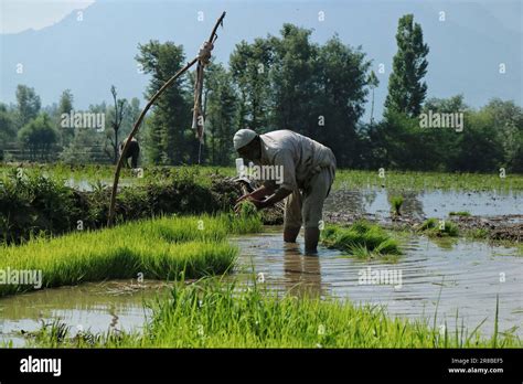 Srinagar Kashmir India 20th June 2023 A Kashmiri Farmer Works In A