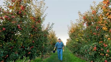 apple harvesting. apple farming. farmer ... | Stock Video | Pond5