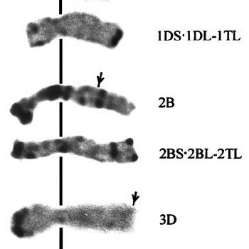 C Banding Patterns Of Meiotic Chromosomes In The Hybrid Between AT 3425