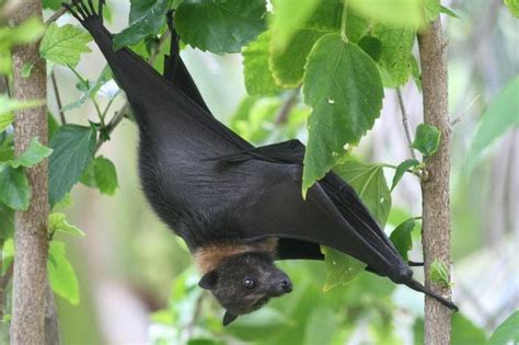 The Mariana Fruit Bat Pteropus Mariannus Also Known As The Mariana