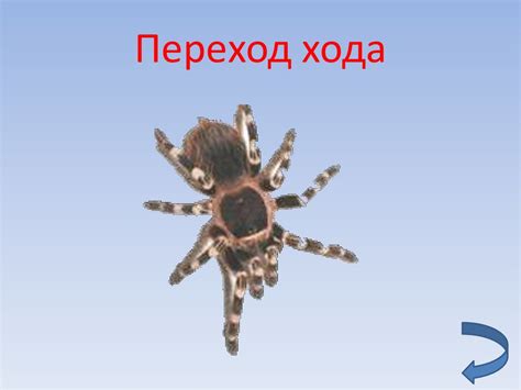 Познавательная игра "Экологическая паутина" - презентация онлайн