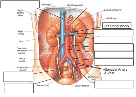 Abdominal arteries Diagram | Quizlet