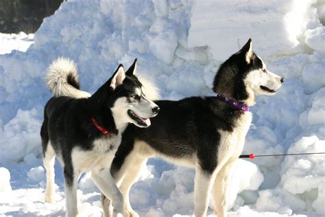 Siberian Husky: Ein ausführliches Rasseporträt | DeineTierwelt