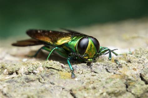 Emerald Ash Borer Treatment | Eds Tree Service