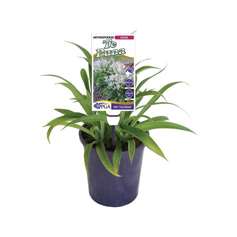 140mm Renga Renga Lily Arthropodium Cirrhatum Te Puna Bunnings