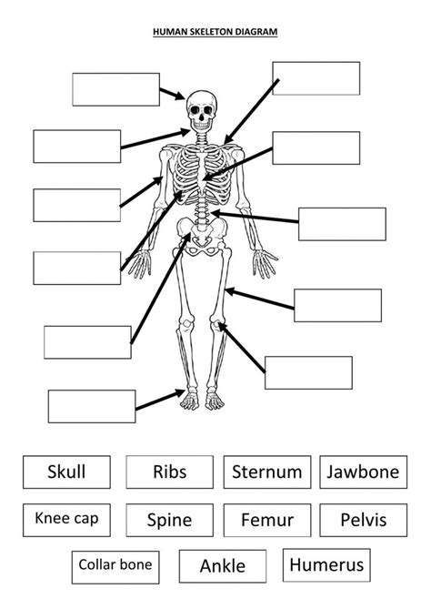 The Human skeleton worksheet | Skeletal system worksheet, Human body ...