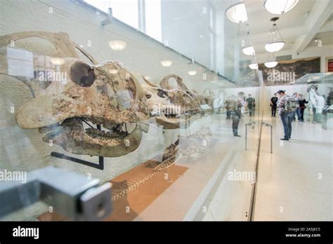 NEW YORK, USA - June 16, 2017: Dinosaur Fossils exhibit at the museum ...