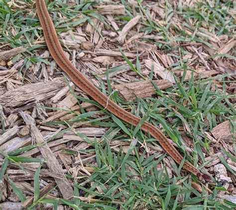 [Austin, TX] My best guess is a Texas Brown Snake? : r/whatsthissnake