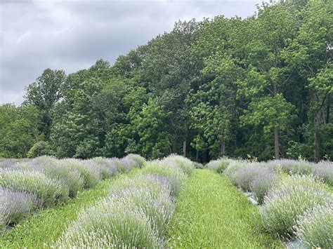 Bloom Schedule — WARWICK FURNACE FARM