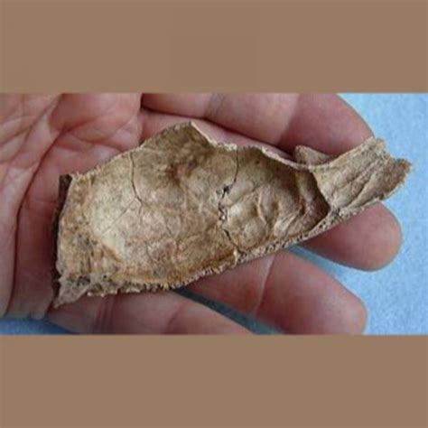 Wolf & Dog Fossils Archives - Fossils & Artifacts for Sale | Paleo Enterprises