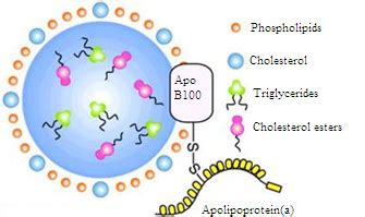 Structure of lipoprotein (a). | Download Scientific Diagram