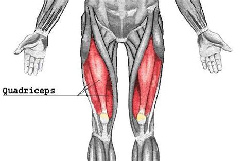 Quad Muscle Diagram