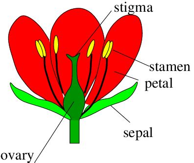 Calyces Flower Definition | Best Flower Site