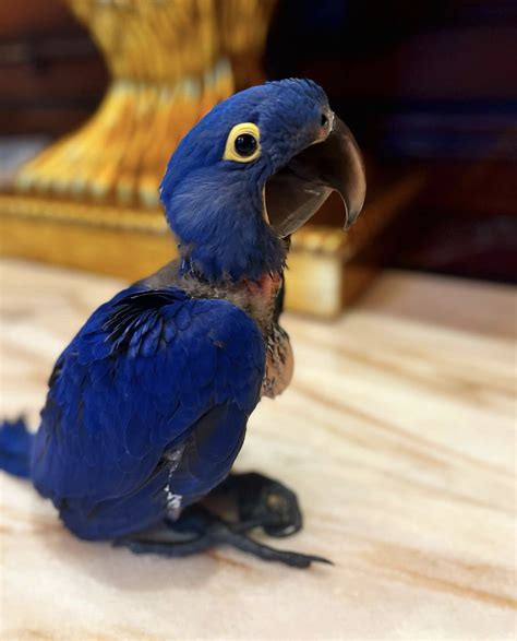 Hyacinth Macaw For Sale Buy Hyacinth Macaw Home Breed Birds