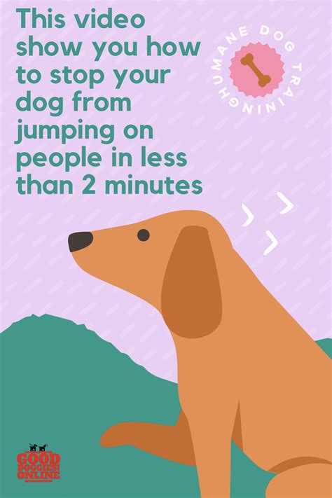 How To Get Your Dog To Stop Jumping | Dog Information
