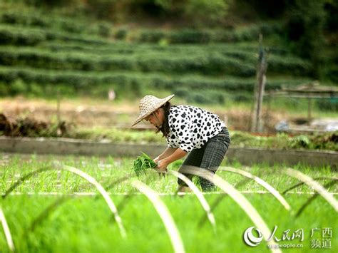 广西三江：初夏时节田间农事忙凤凰网资讯凤凰网