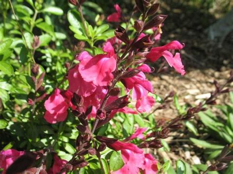 Salvia Greggii ‘wild Thing Kiefer Nursery Trees Shrubs Perennials