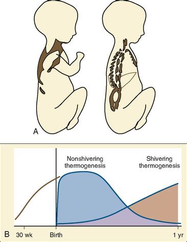 Thermoregulation Physiology And Perioperative Disturbances