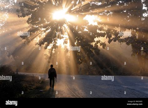 Man Walking Along A Street With Sun Rays Shining Through A Tree