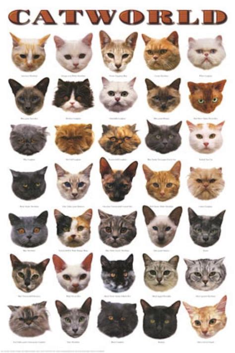 Cat Breeds Colors - Pets Lovers