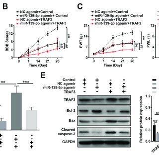 Mir P Alleviates Neural Cell Apoptosis By Targeting Traf A