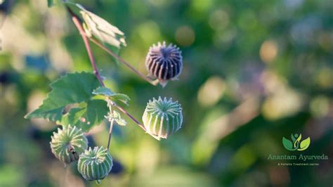 Atibala Abutilon Indicum Qualities Health Benefits And Uses Anantam Ayurveda