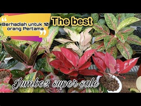 Aglaonema Konkom Collection Cuma Rp Dan Dapatkan Paket