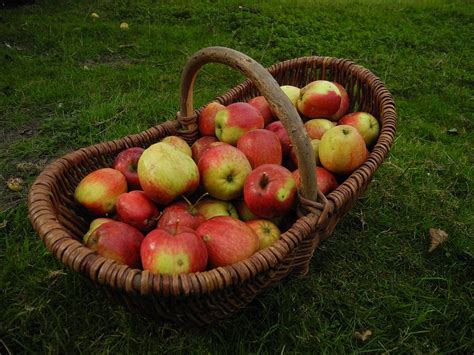 Harvest Garden Apples - Free photo on Pixabay - Pixabay