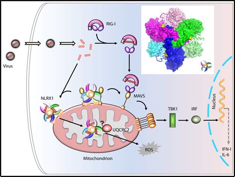 Nlrx1 Has A Tail To Tell Immunity